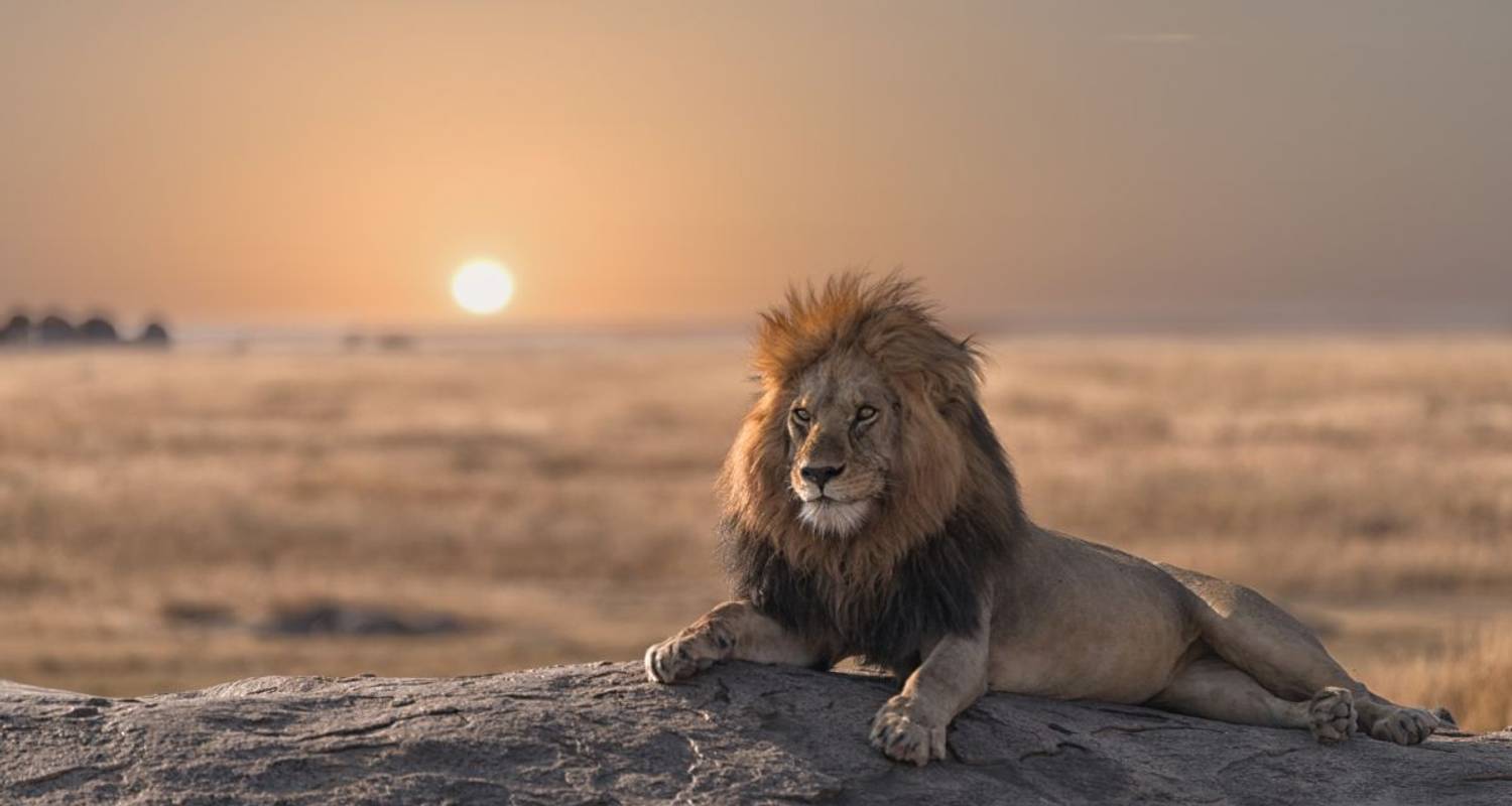 The Savannah - DIAMIR Erlebnisreisen