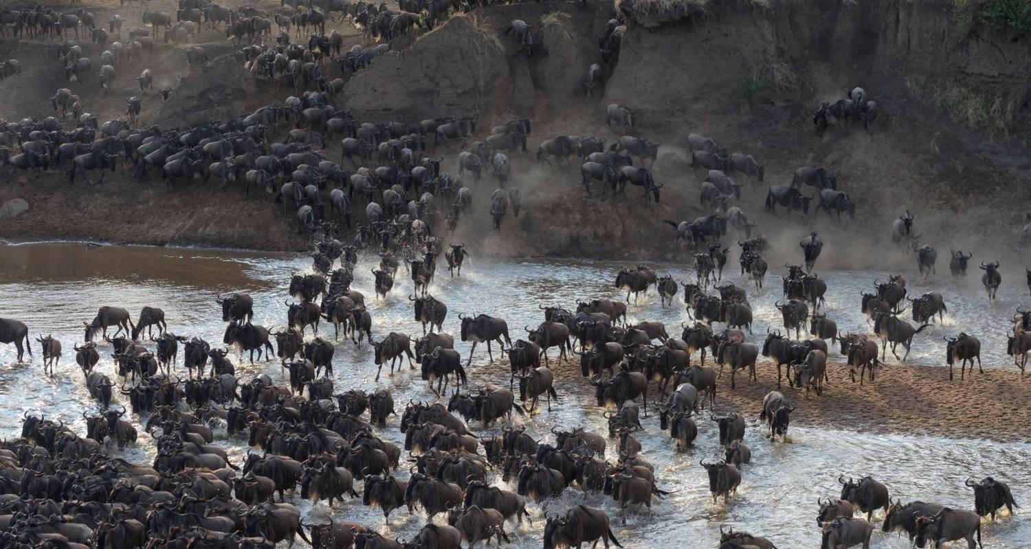 The Great Wildebeest Migration - Calving Season in Ndutu Luxury Private Safari. - Kilimanjaro Trekking Mate