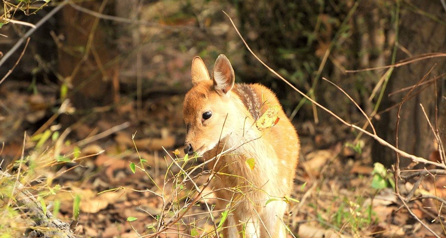 Wildlife Tour of Madhya Pradesh - GeTS Holidays