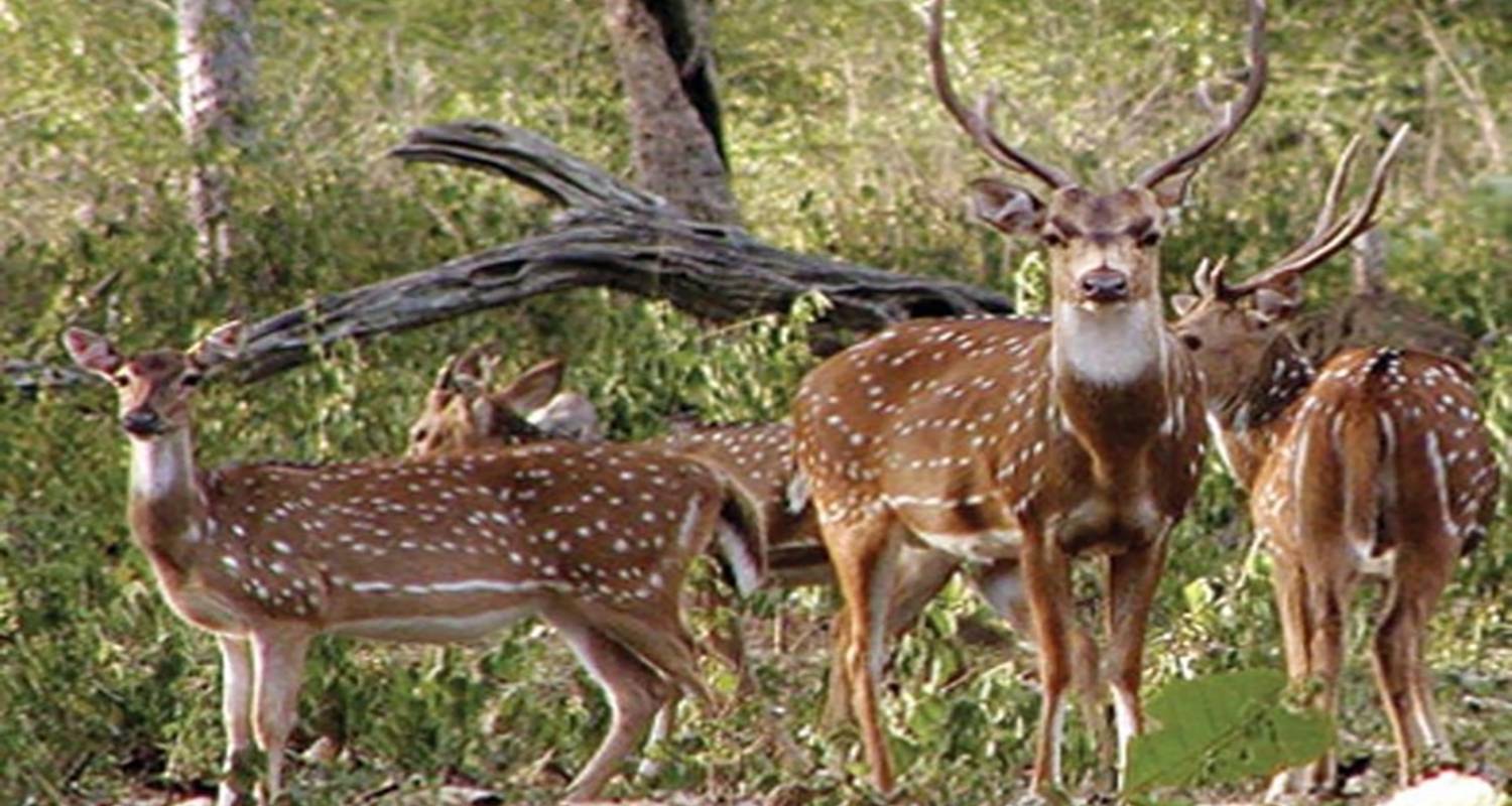 5 Días en el Parque Nacional de Bandipur con Wayanad - Todo incluído - Travel Con