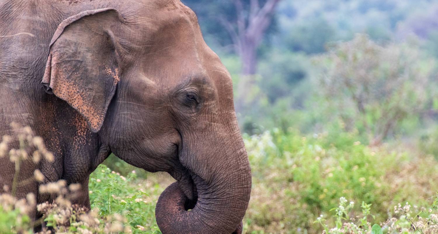 Fully Guided Tours & Trips in Ruaha National Park