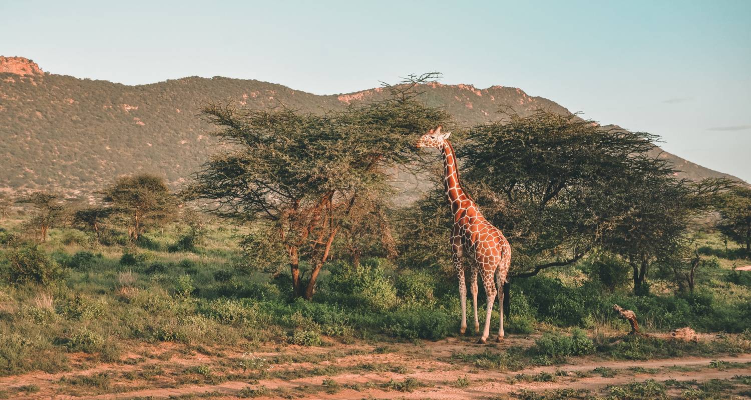 10 jours de safari dans les parcs nationaux de Nyerere, Mikumi et Ruaha - Safari 56 