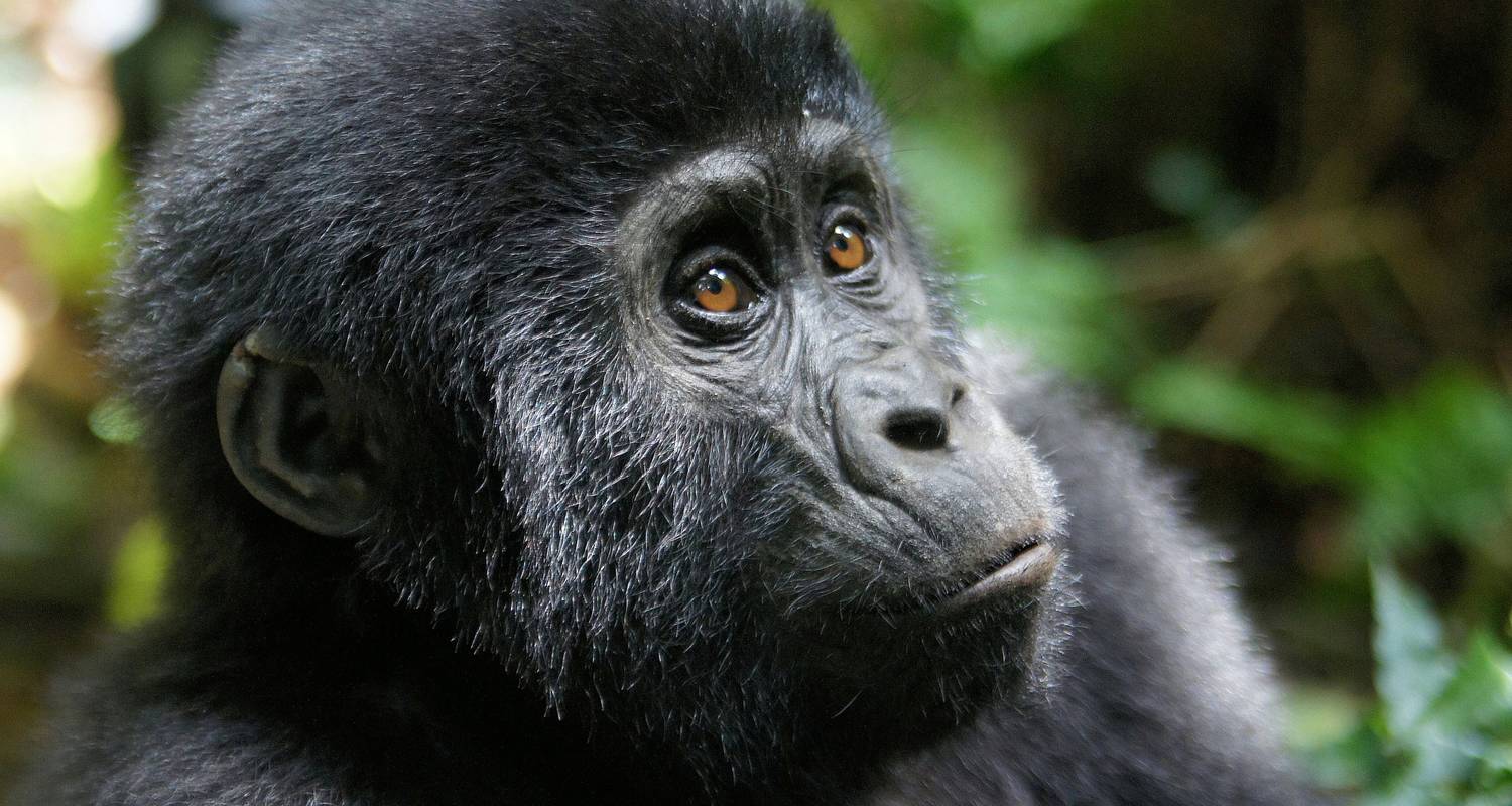 3 Days Gorilla Trekking in Uganda - Four Crane Safaris