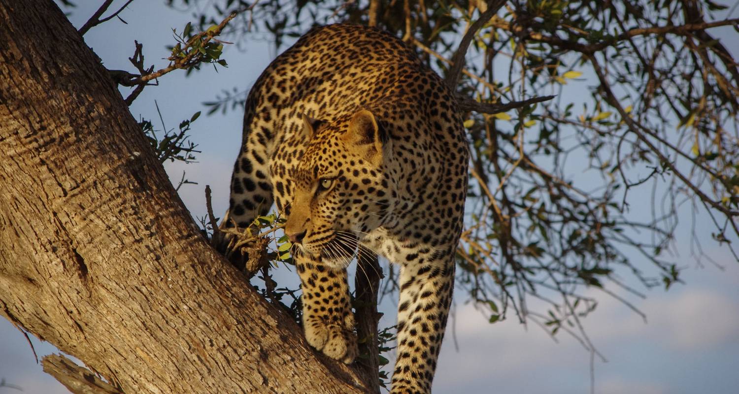 Safari privé de 5 jours au Serengeti, au Ngorongoro, au Tarangire et au parc national du lac Manyara - Safari Serengeti Booking