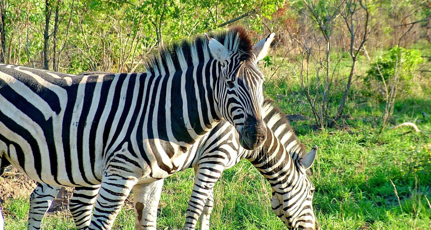 Afrique du Sud et Zambie : Circuits en famille