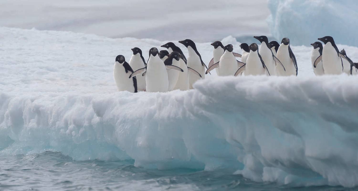 Antarctique classique - M/V Ushuaia - Explore!