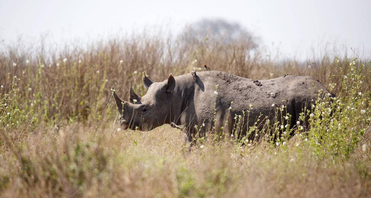 Neushoorns in de Ngorongorokrater (Overnachting en vervoer inbegrepen) - Tanzania Wildlife Adventures