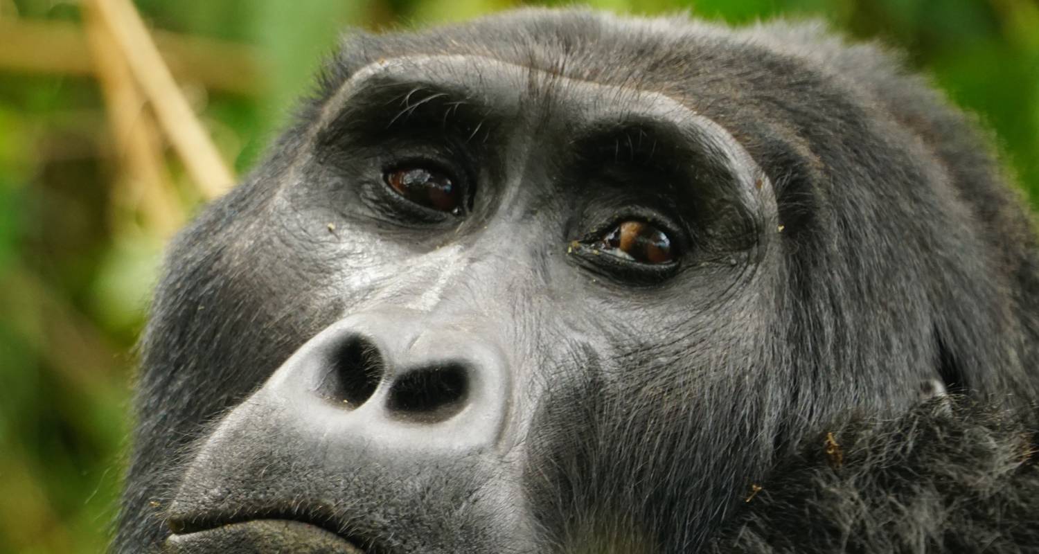 Uganda - Uganda Gorilla Safari - Receptivo Aborigen Tours