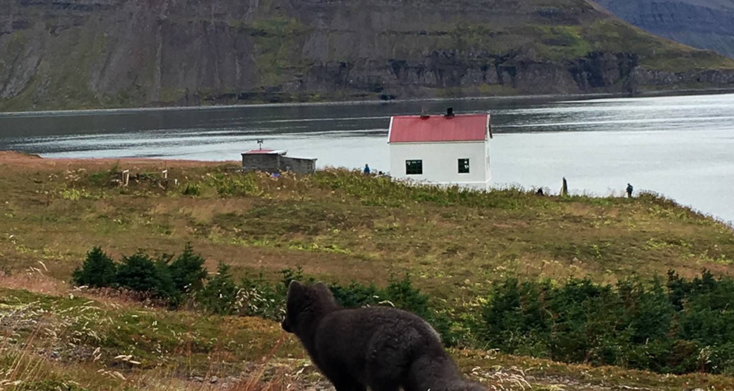 Midnight Sun & Arctic Foxes