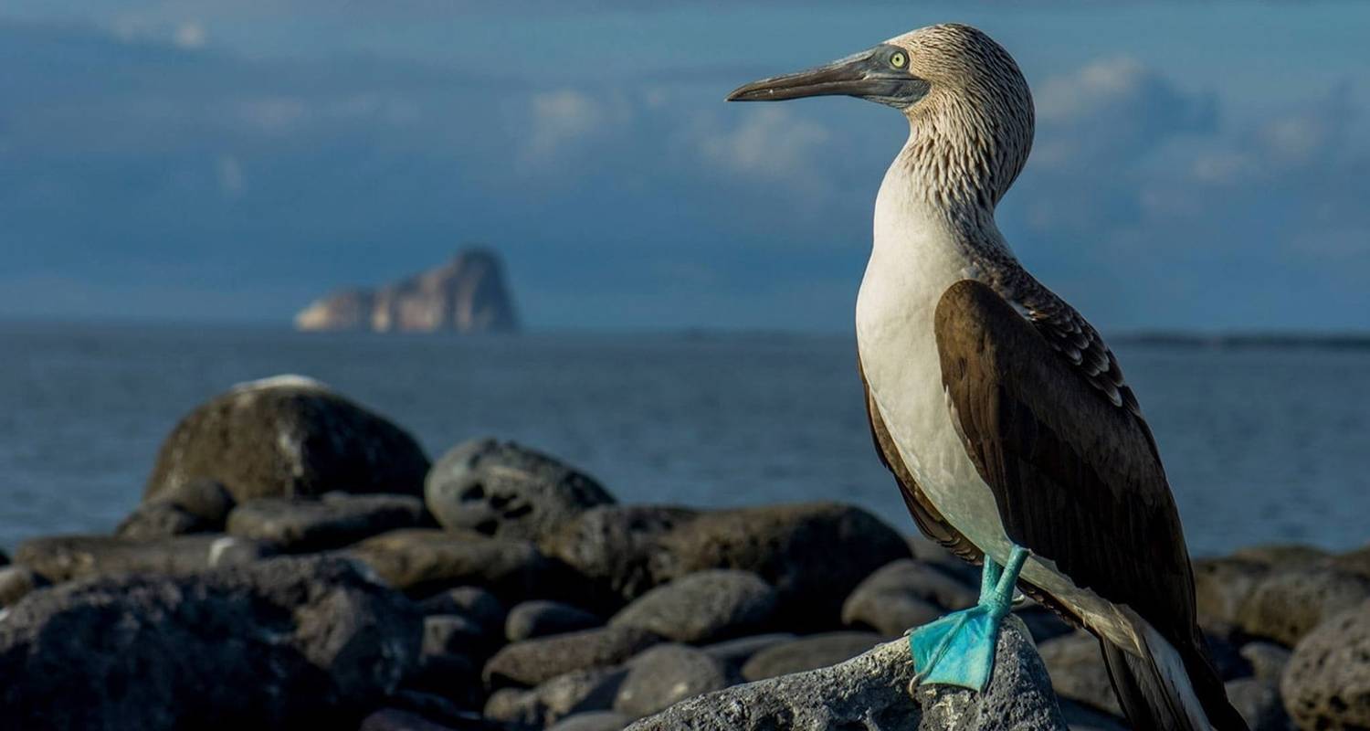 Galapagos Wildlife Entdeckungsreise (2 unbewohnte Inseln) - 5 Tage - Ecuador Galapagos Travels