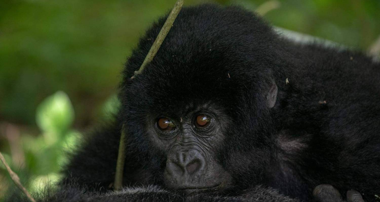 7 Days Gorilla, Chimpanzee And Wildlife Uganda Safari - Four Crane Safaris