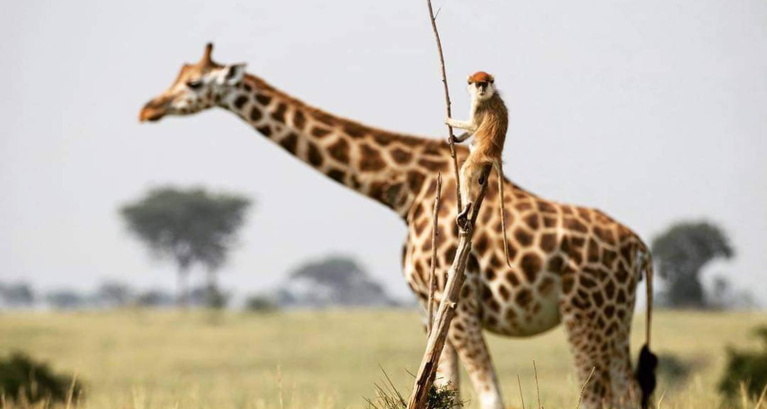 6 Days Uganda Wildlife Safari - Four Crane Safaris