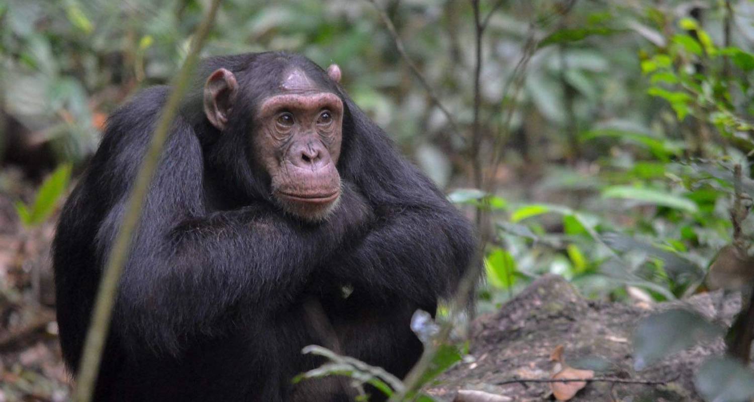 5 Days Gorilla And Chimpanzee Uganda Safari - Four Crane Safaris