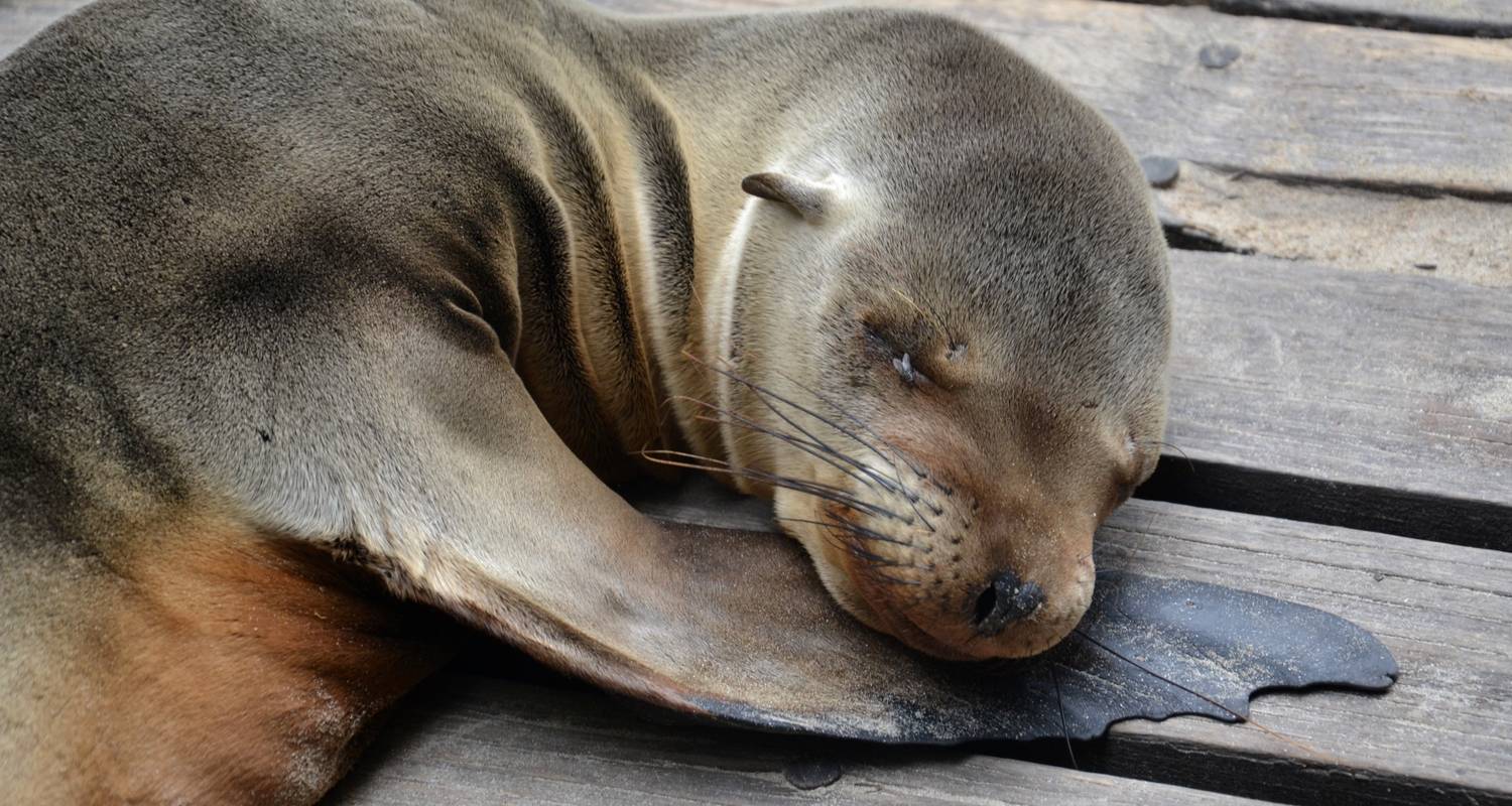 7-daagse onvergetelijke Galapagos eilandhoppen - Authentic Ecuador