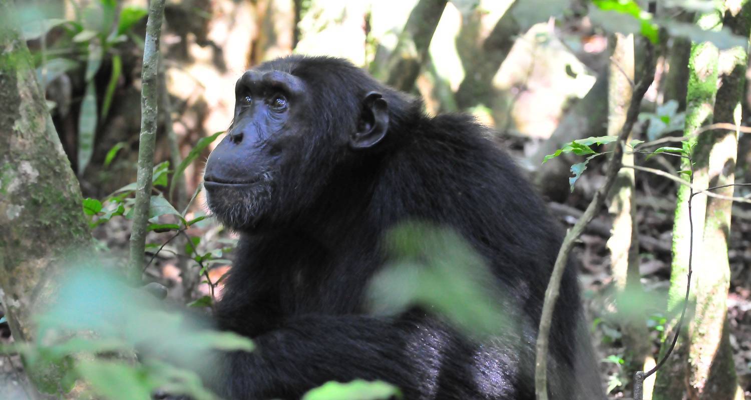 7 Days Luxury Gorilla, Chimpanzee & Wildlife Uganda Safari - Four Crane Safaris