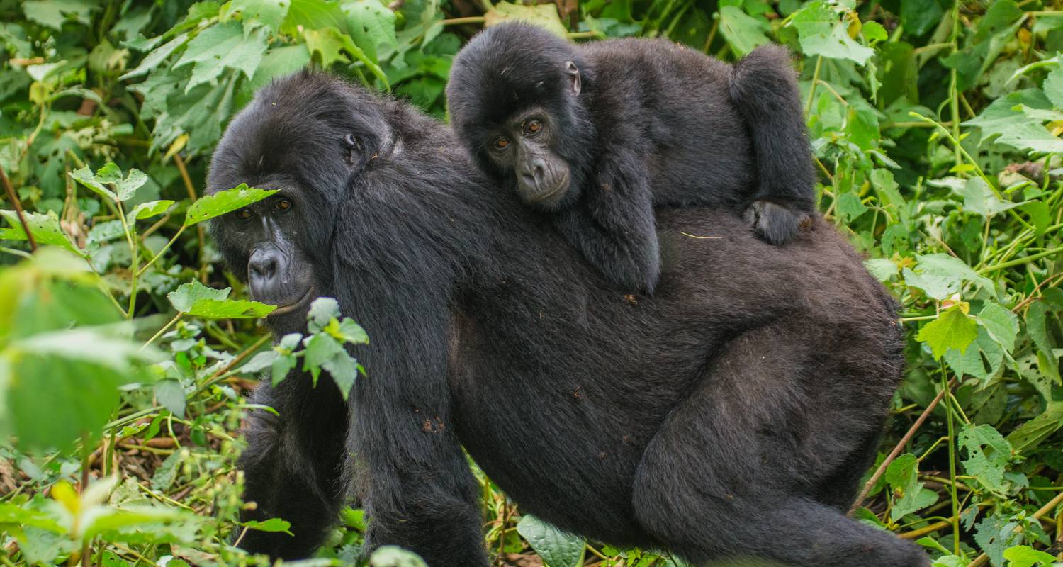 3 Days Luxury Gorilla Trekking Uganda - Four Crane Safaris