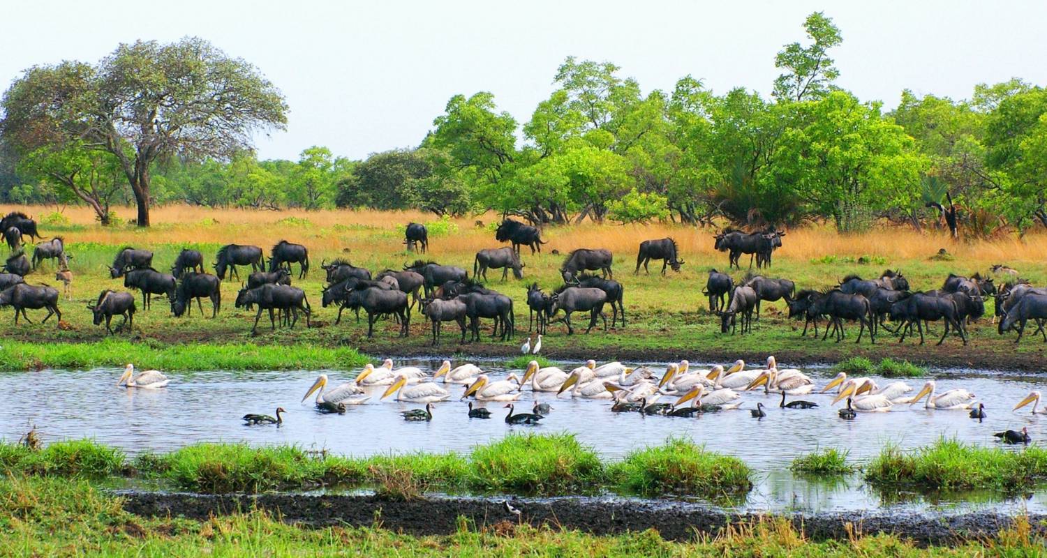 Liuwa National Park - Afrikas unberührte Wildnis - Colibri Travel