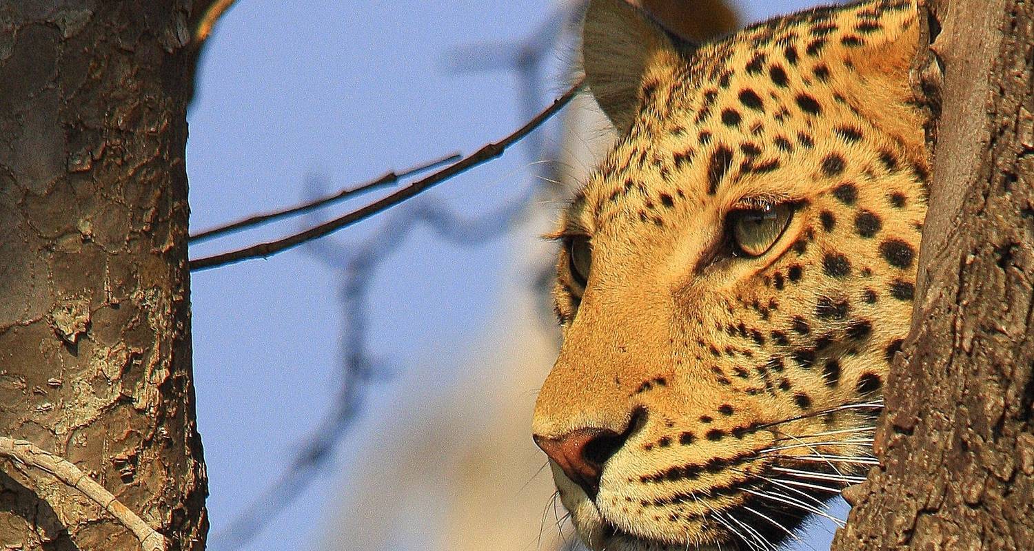 Leopard Safari - 17 days by Colibri Travel (Code: 4404) - TourRadar