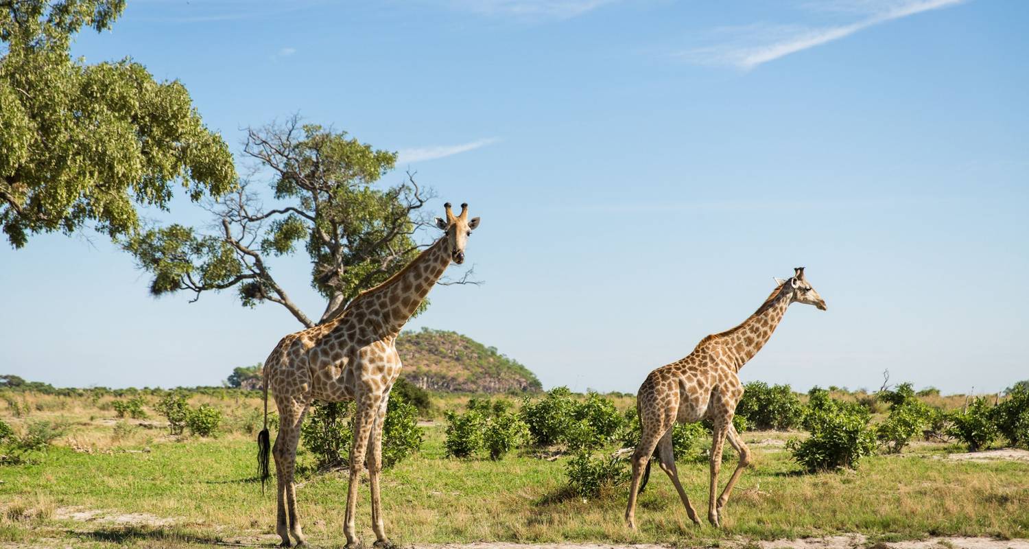 Olifant Rondreizen in Chobe Nationaal Park