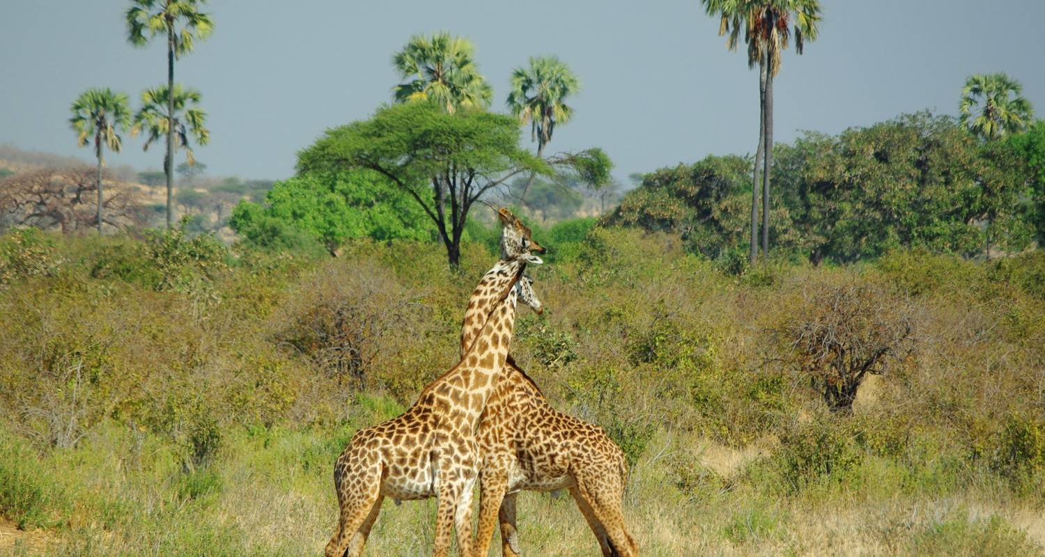 Zambia Safari Tours