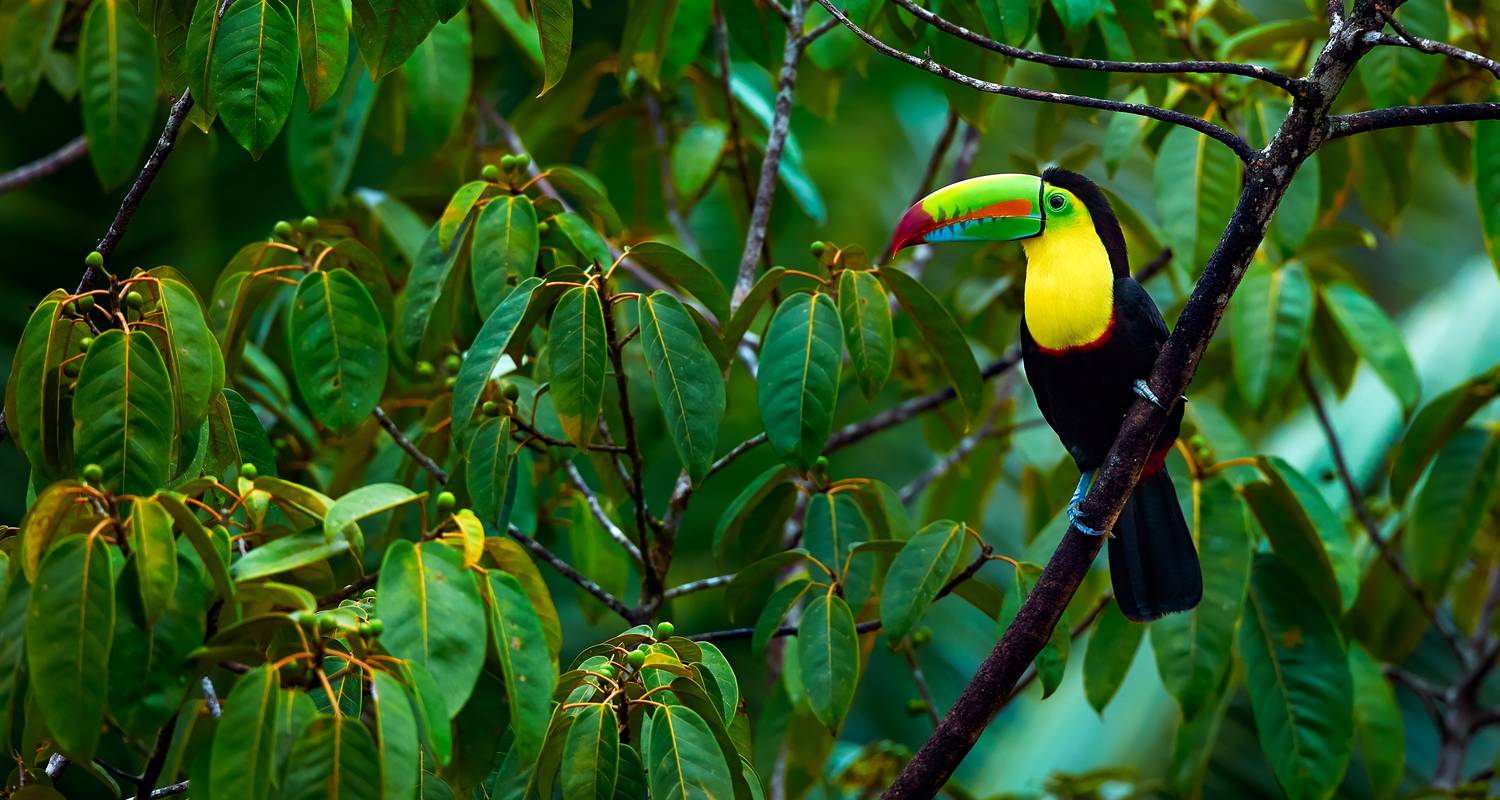 Tortuguero Nationalpark Reisen