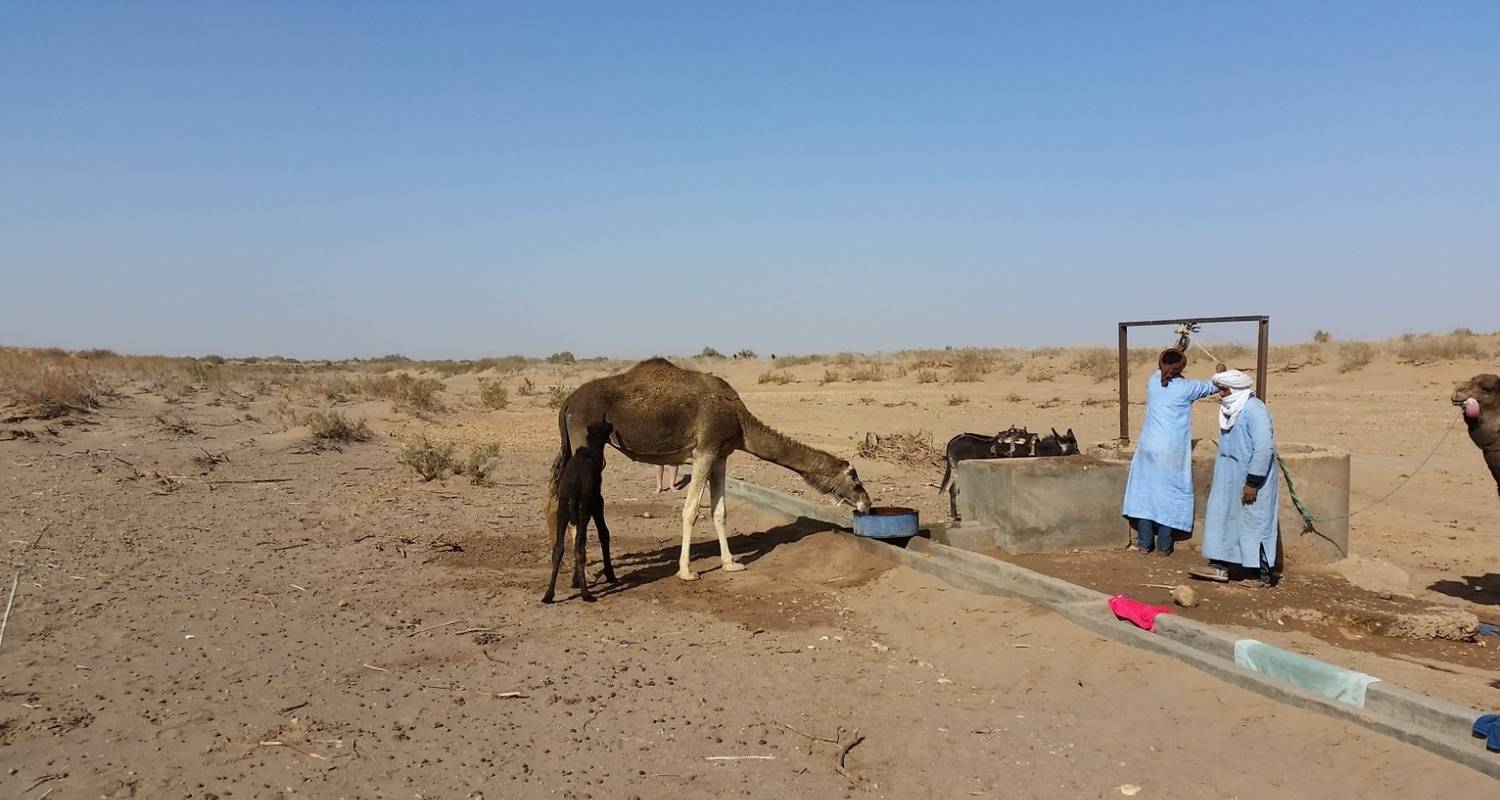 Kamel Trek ab M'hamid - 3 Tage - Morocco Desert Trip