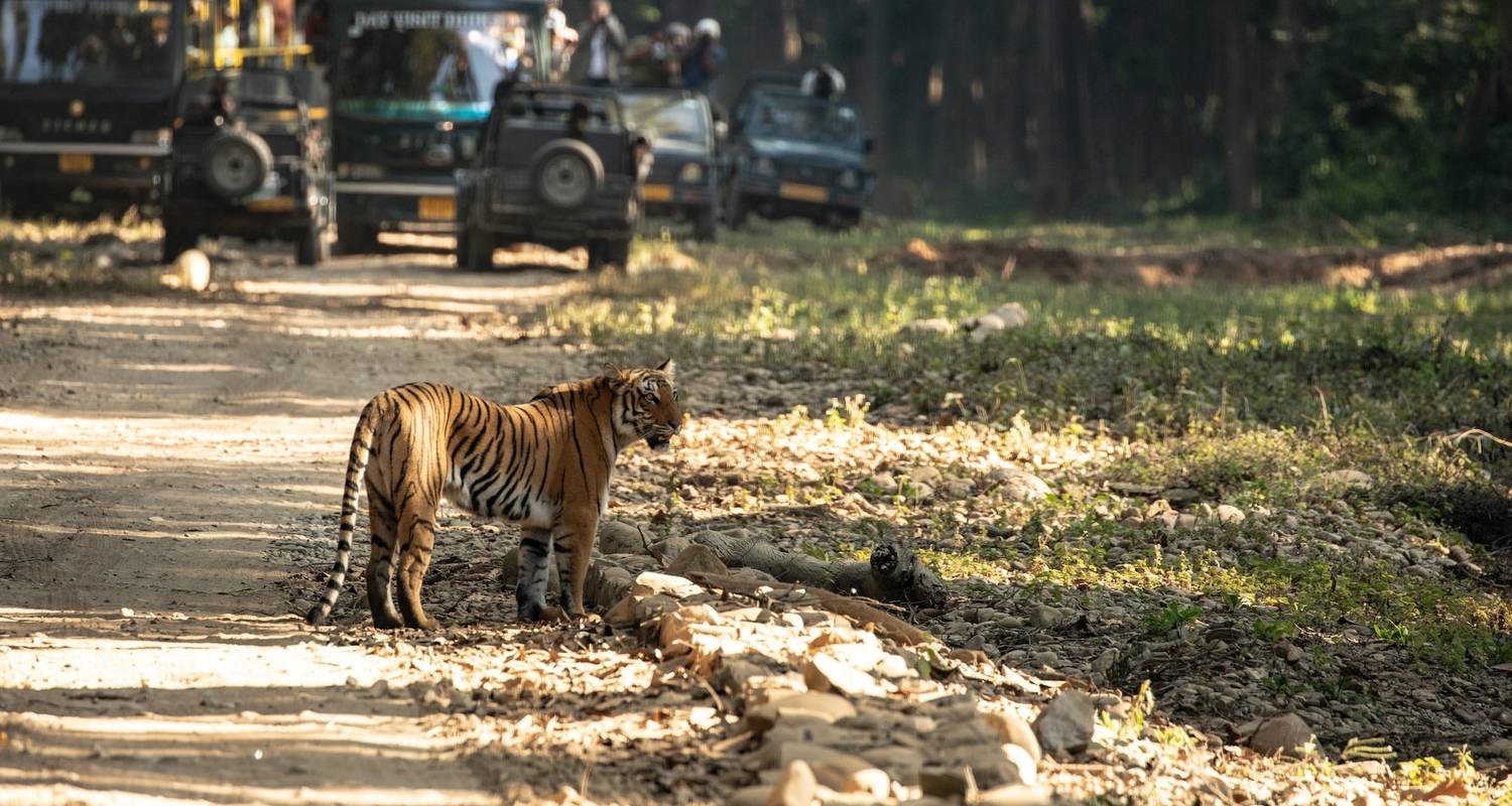 Golden Triangle with Ranthambore and Jim Corbett National Park - GoBook India Tours