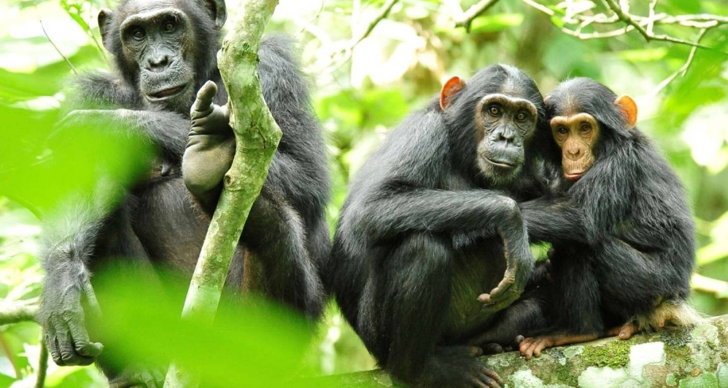7 Days Amazing Big Five, Chimp & Gorilla Trekking Safari - Rumara Safaris