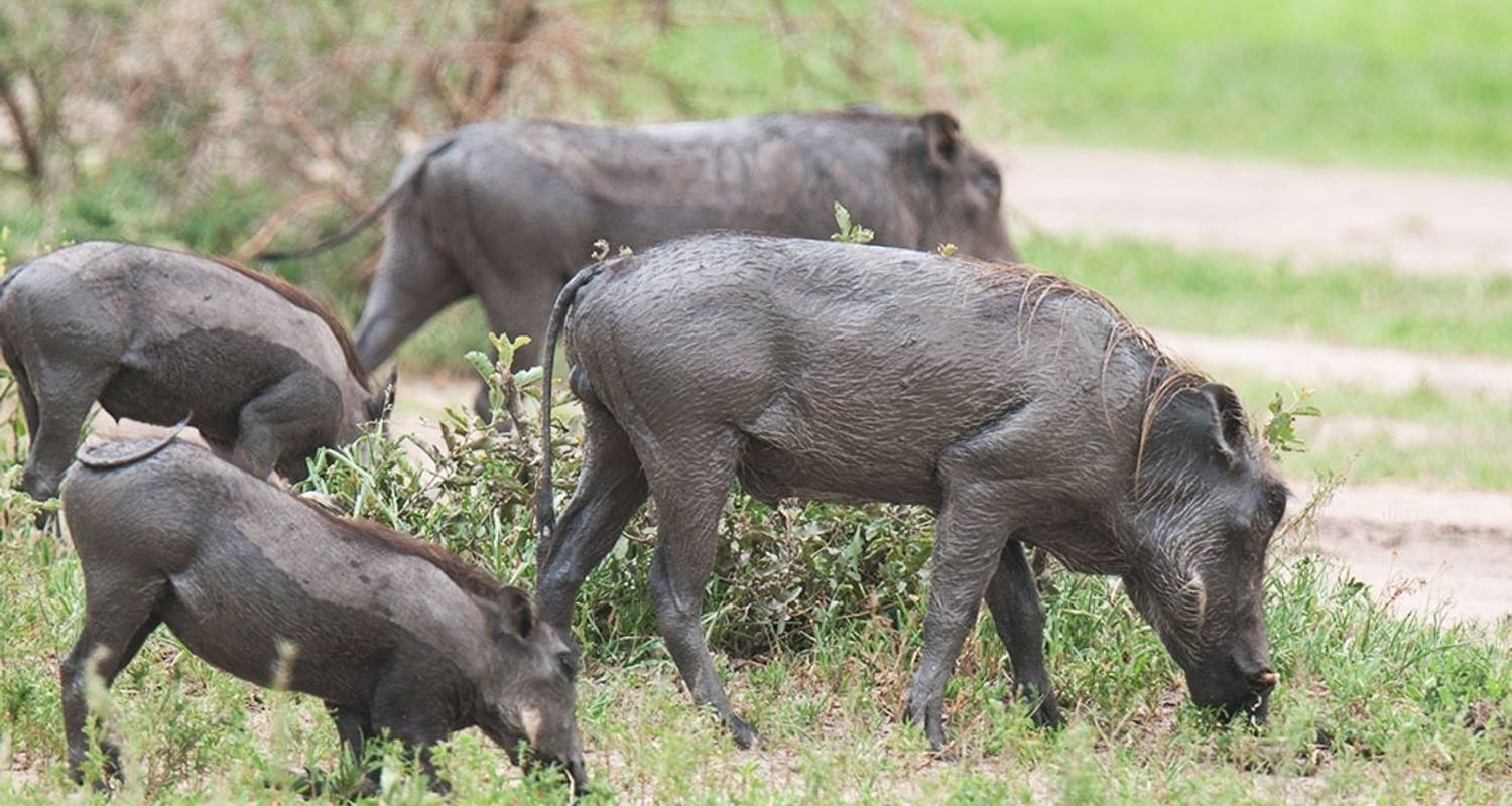 Geführte Rundreisen in Ostafrika