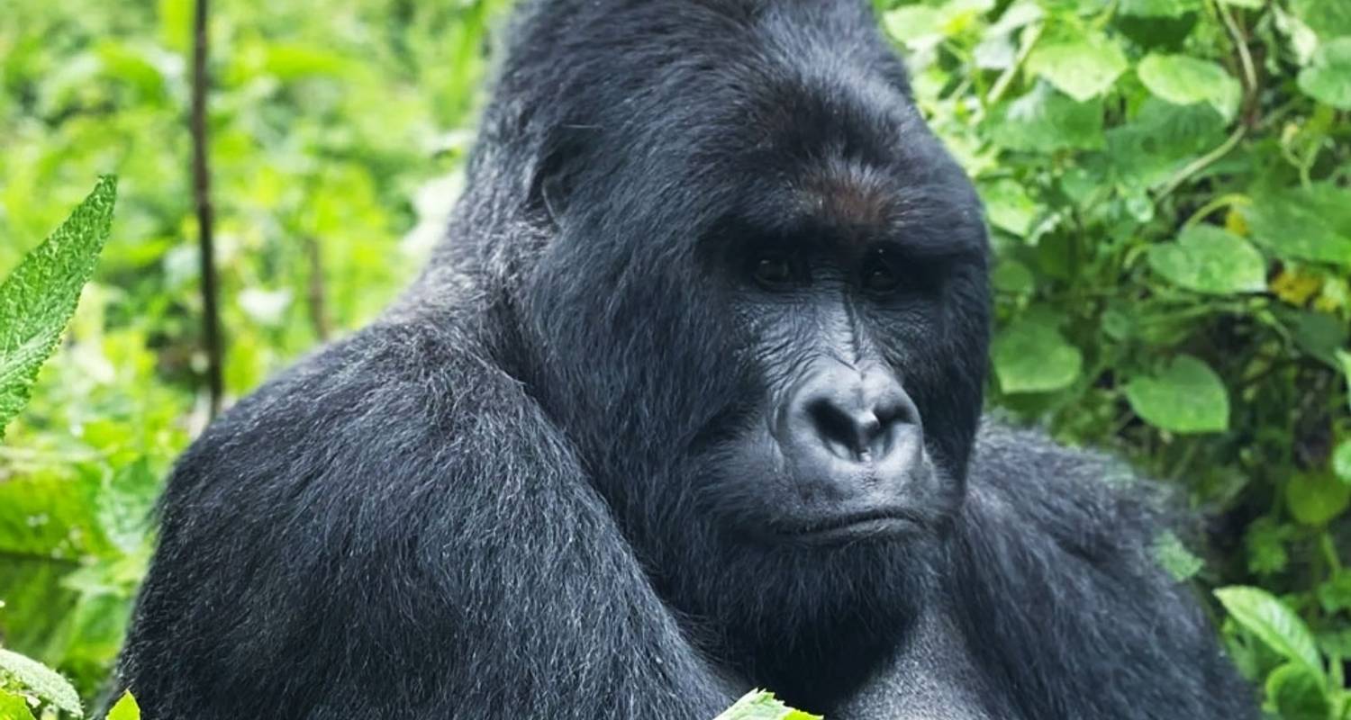 3 Days Uganda Gorilla Trekking Safari - Hazzes Adventure