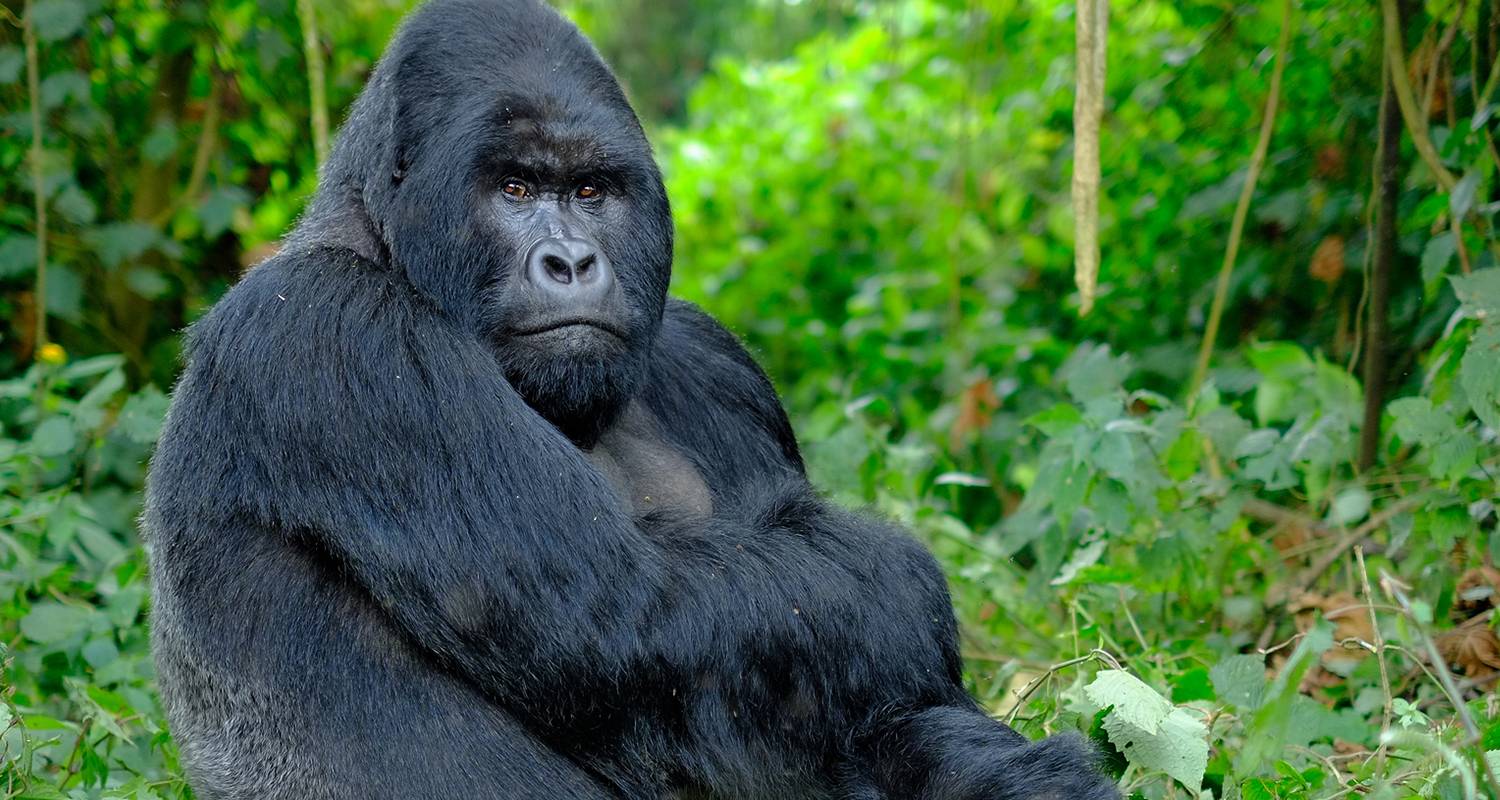 Uganda & Gorilla Trek Express (Accommodated) - 6 days - On The Go Tours