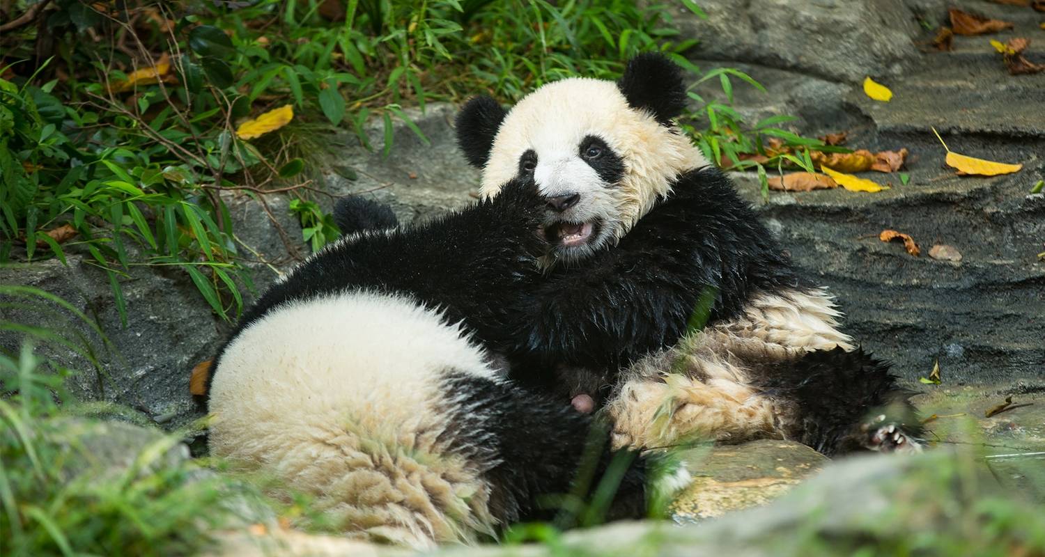 Verkenner die beginnen in Shanghai