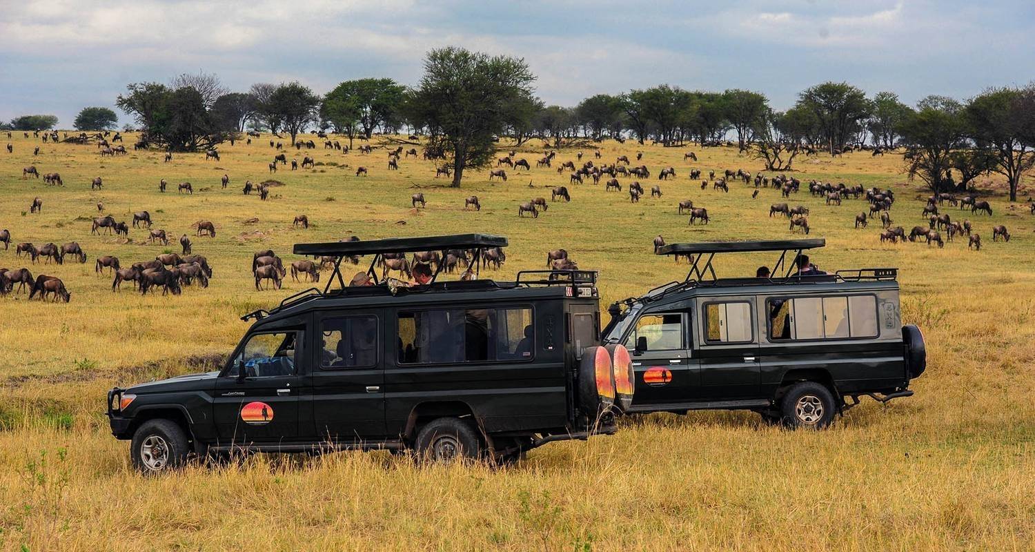 8 días de safaris por el Serengeti y Masaimara - Encuentros con ñus, fauna salvaje y cultura - mejor precio. - Friendly Gorillas Safaris