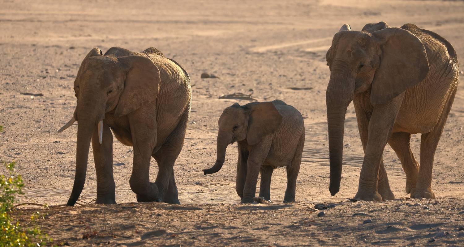 Skeleton Coast Park Tours & Trips