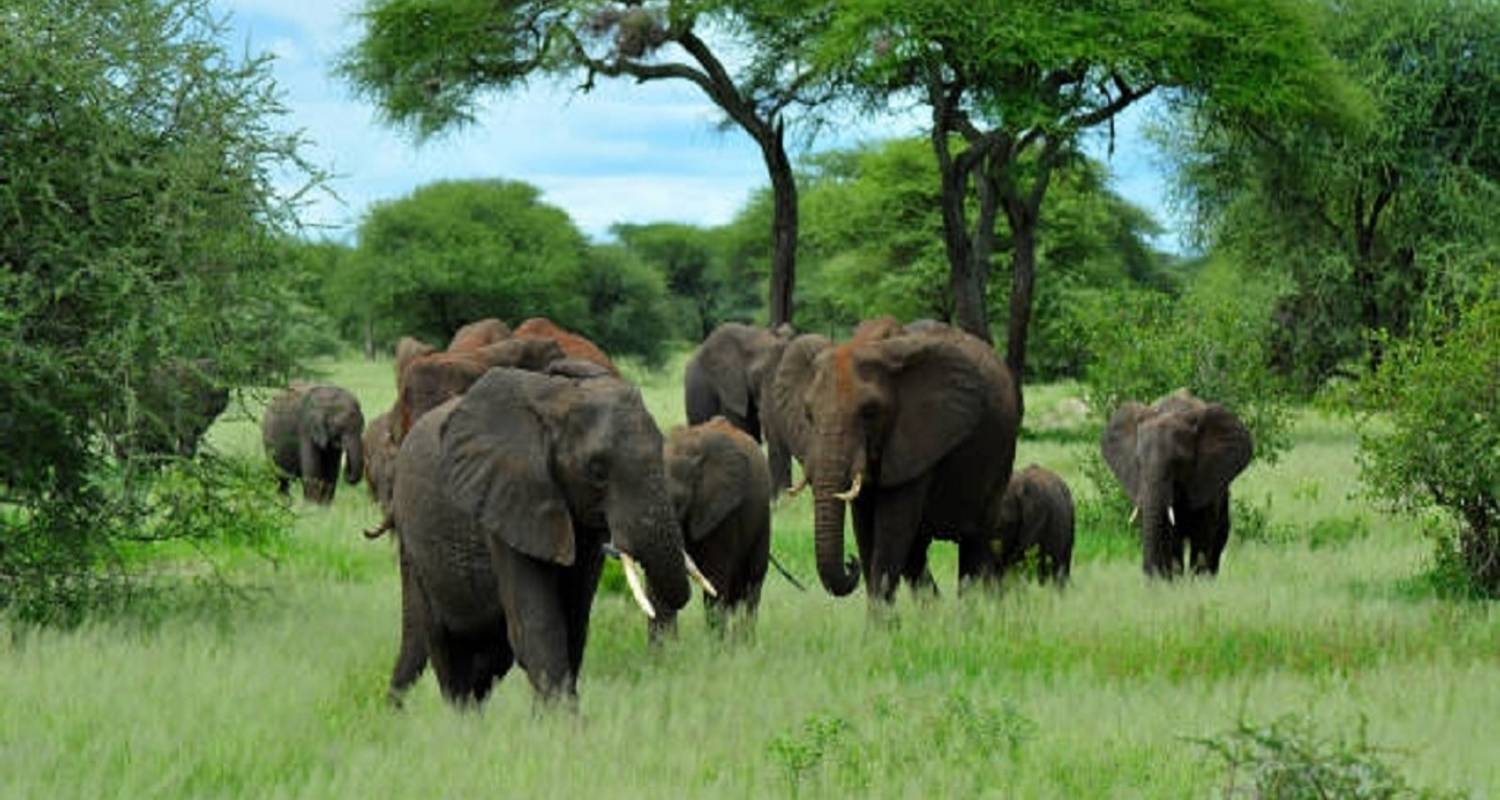 Descubre el Parque Nacional de Tarangire en 1 día - Africa Natural Tours