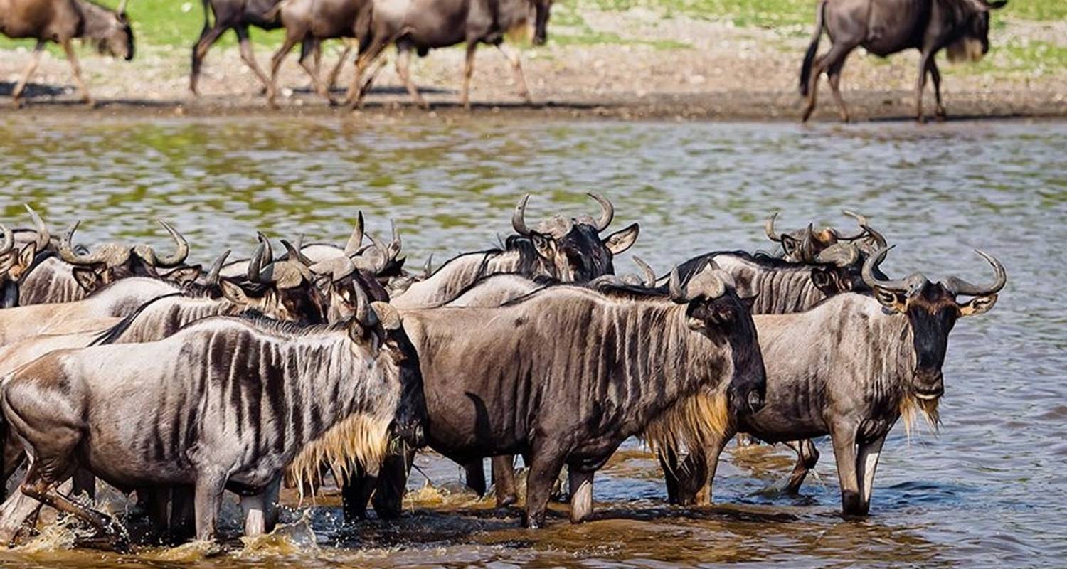 6 jours - Les points forts de la Grande Migration en Tanzanie. - décembre- mai - Seven Wonders Safaris