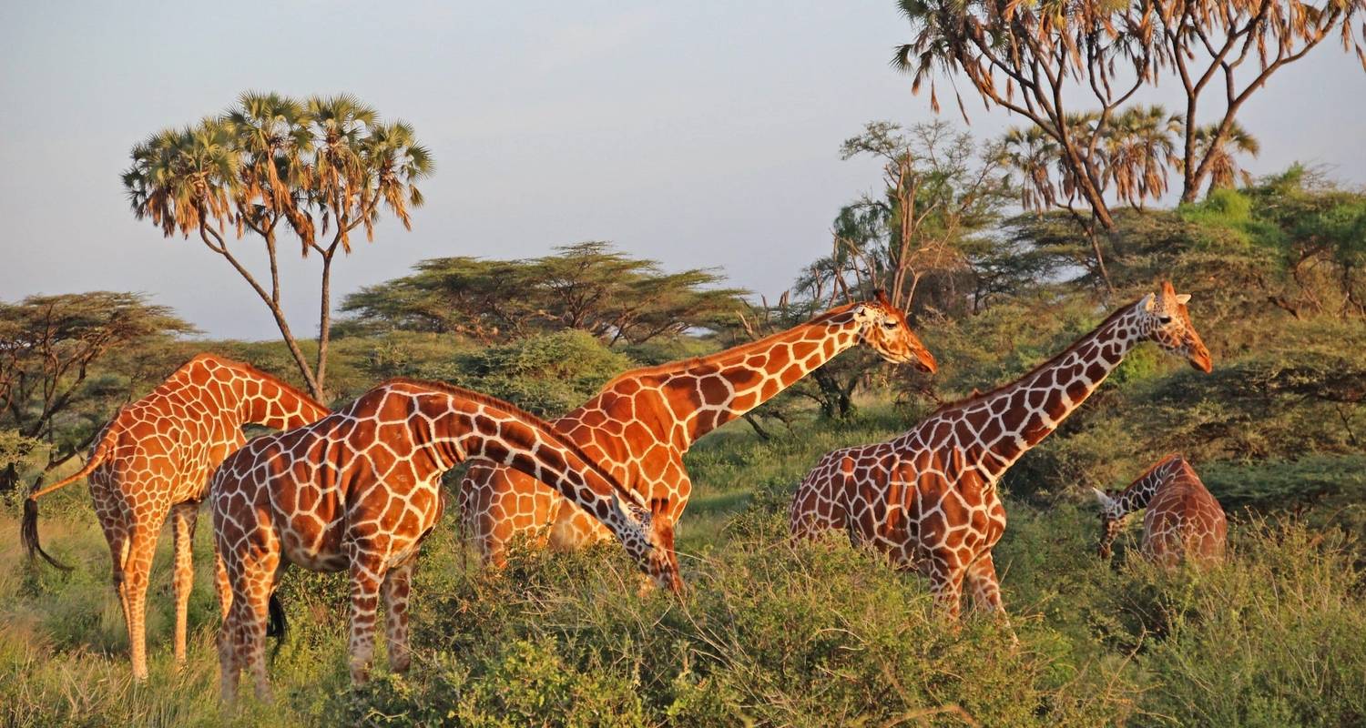 3 Days Samburu Cultural and Wildlife Safari - Bencia Africa Adventure and Safaris