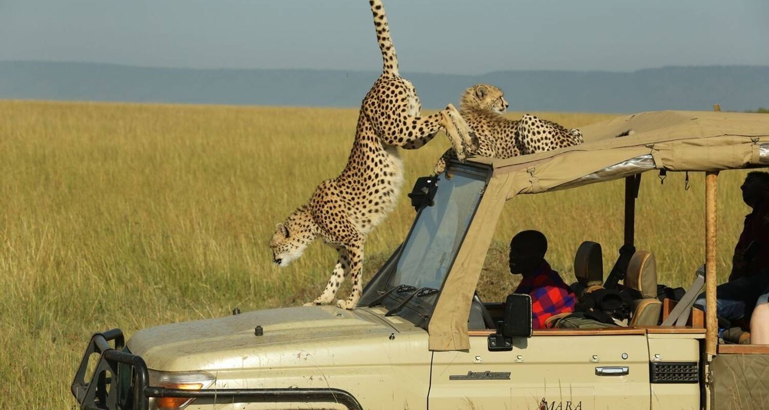 Kenia Safari - Gracepatt Ecotours Kenya