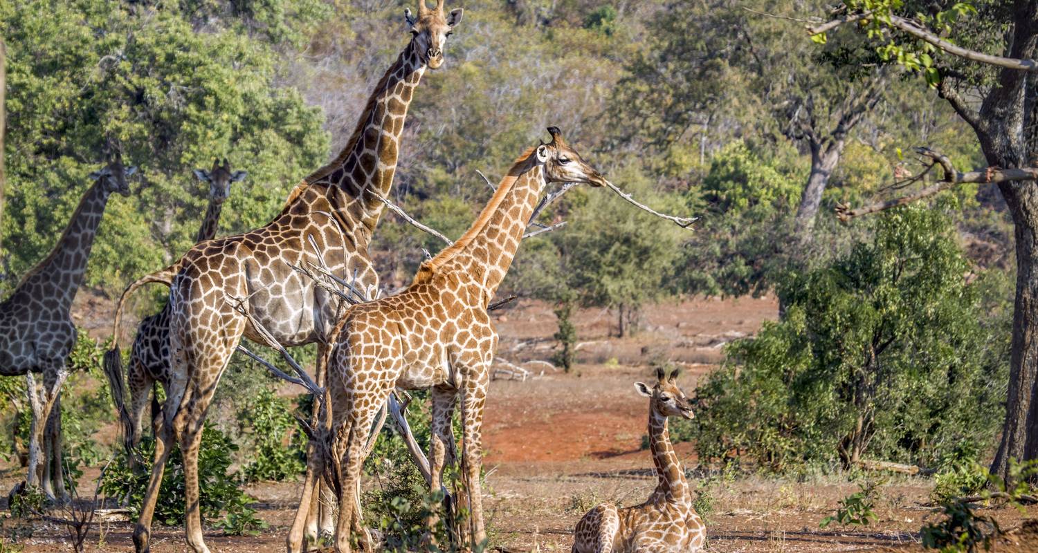 Südafrika & Eswatini: Glamping Roadtrip zu den Big Five - journaway