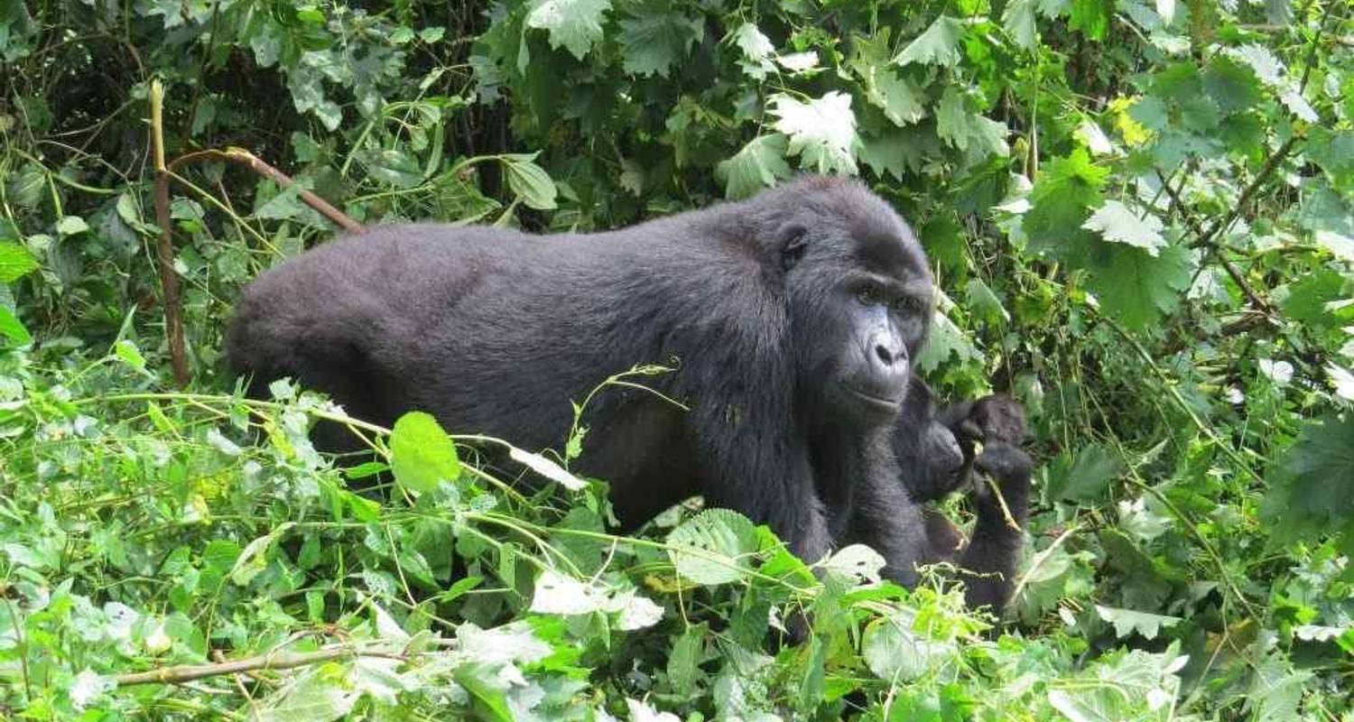 4 Days Uganda Gorilla Trekking - Budgeted Accommodations -By Road - Classic Journeys Africa Ltd