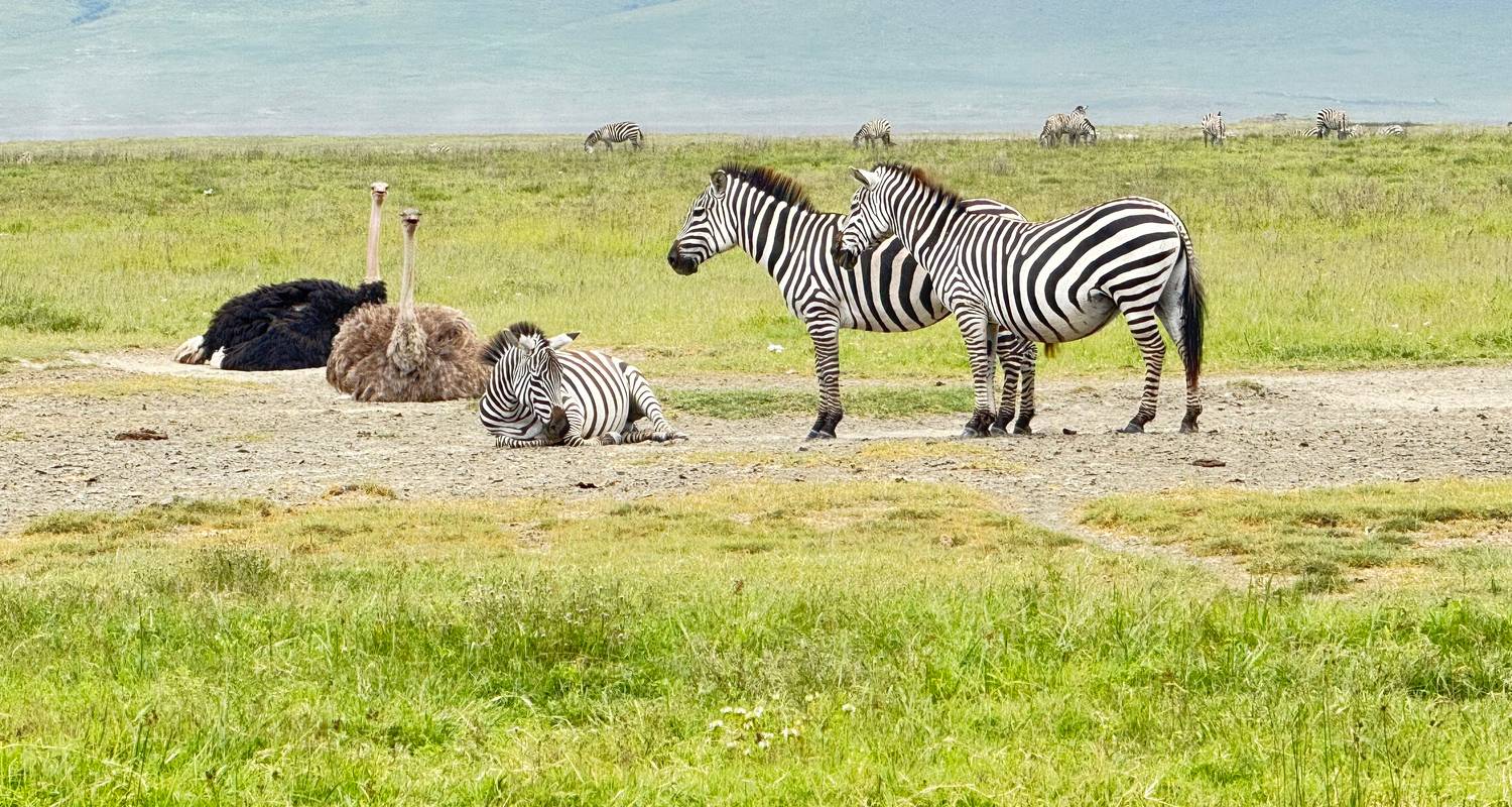 Best of Tanzania Classic Safari  **Sustainable Approach to Travel