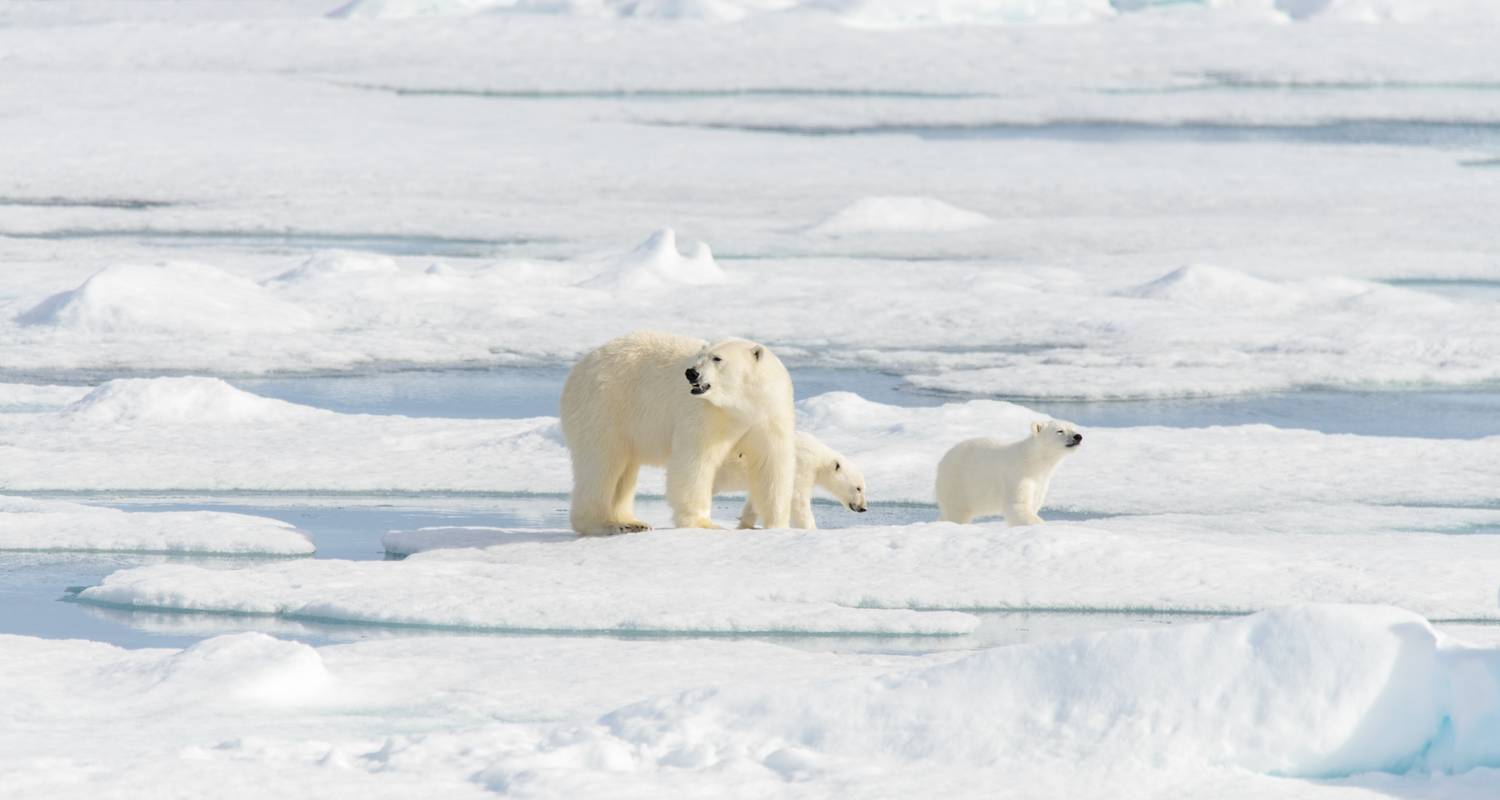 Circumnavigating Spitsbergen In the Realm of the Polar Bear 2025