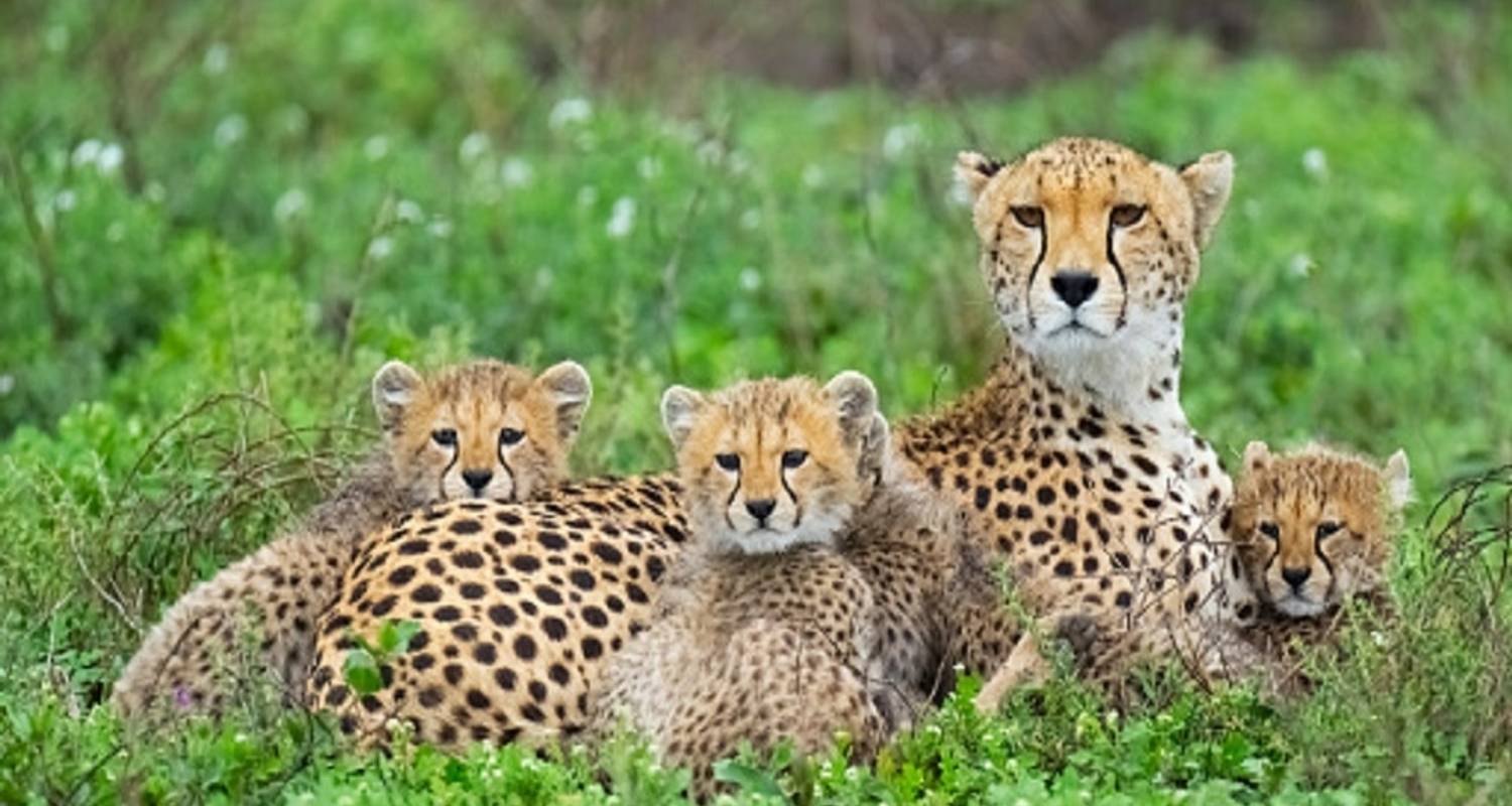 Experience 9Day Tanzania safari and Culture tour with Reasonable Price