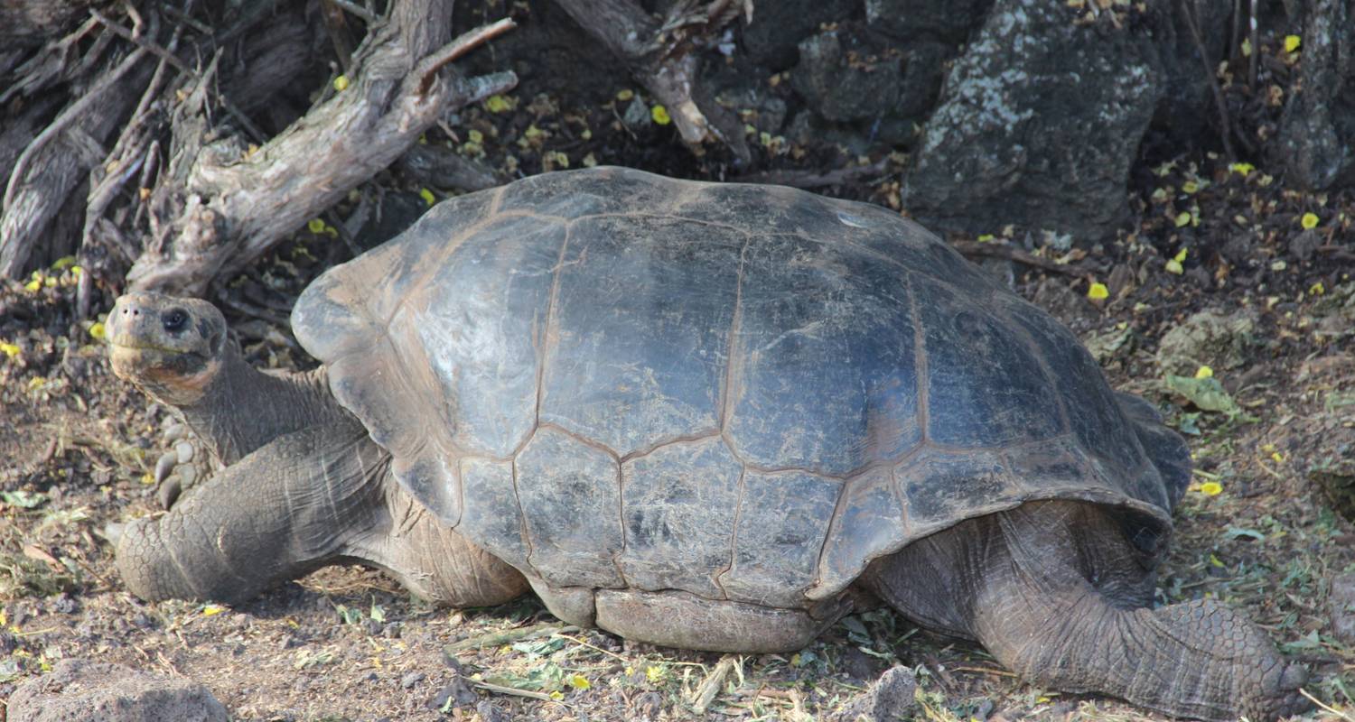 6 Days Galapagos Highlights - Ecuador Galapagos Travels