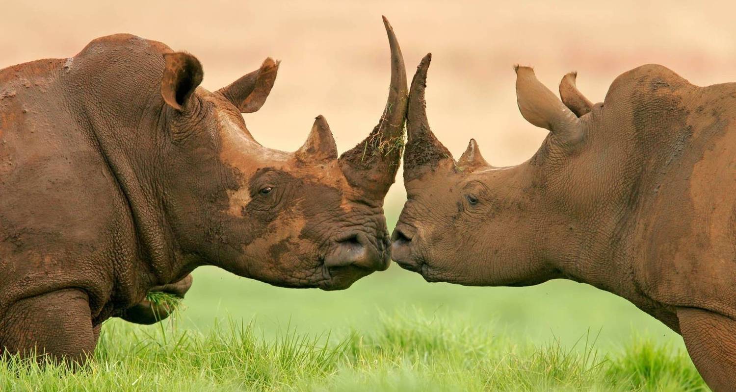 12 jours de safari au Kenya et en Tanzanie avec des rhinocéros en 4x4 Land Cruiser Jeep - Gracepatt Ecotours Kenya