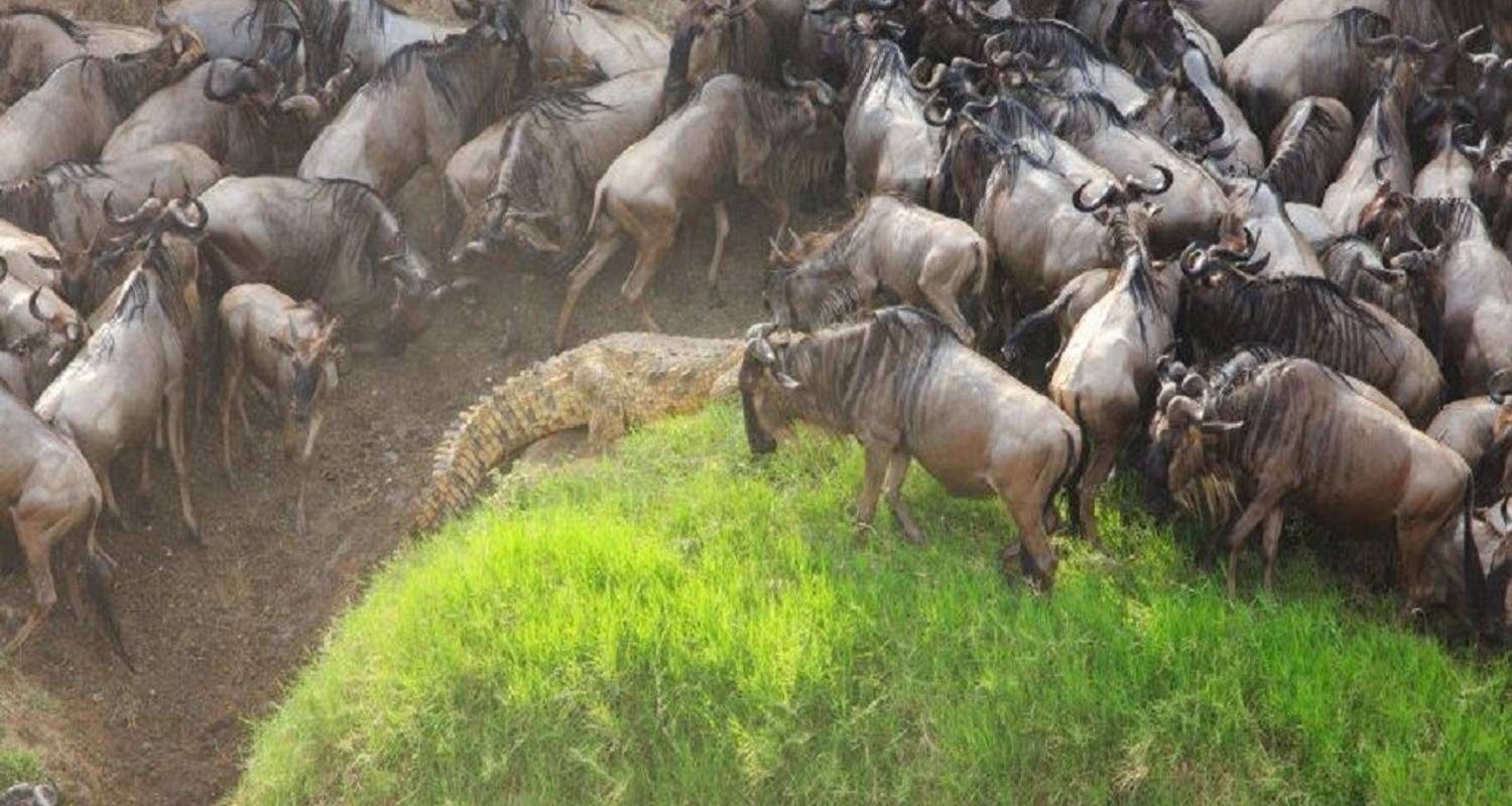 Safari de 6 jours de migration dans le nord du Serengeti pendant la traversée de la rivière Mara en juillet, août et septembre. - Africa Natural Tours