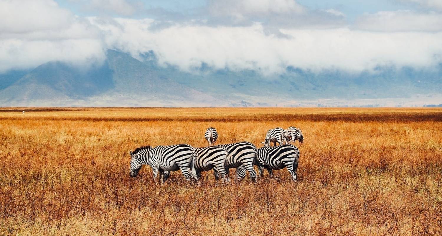 7 Days - Tanzania best national parks wildlife safari tour - Wonders of Creation Tours and Safaris