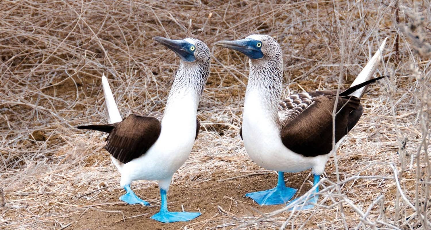 Galápagos exprés - islas centrales y occidentales a bordo del Archipel I - Explore!