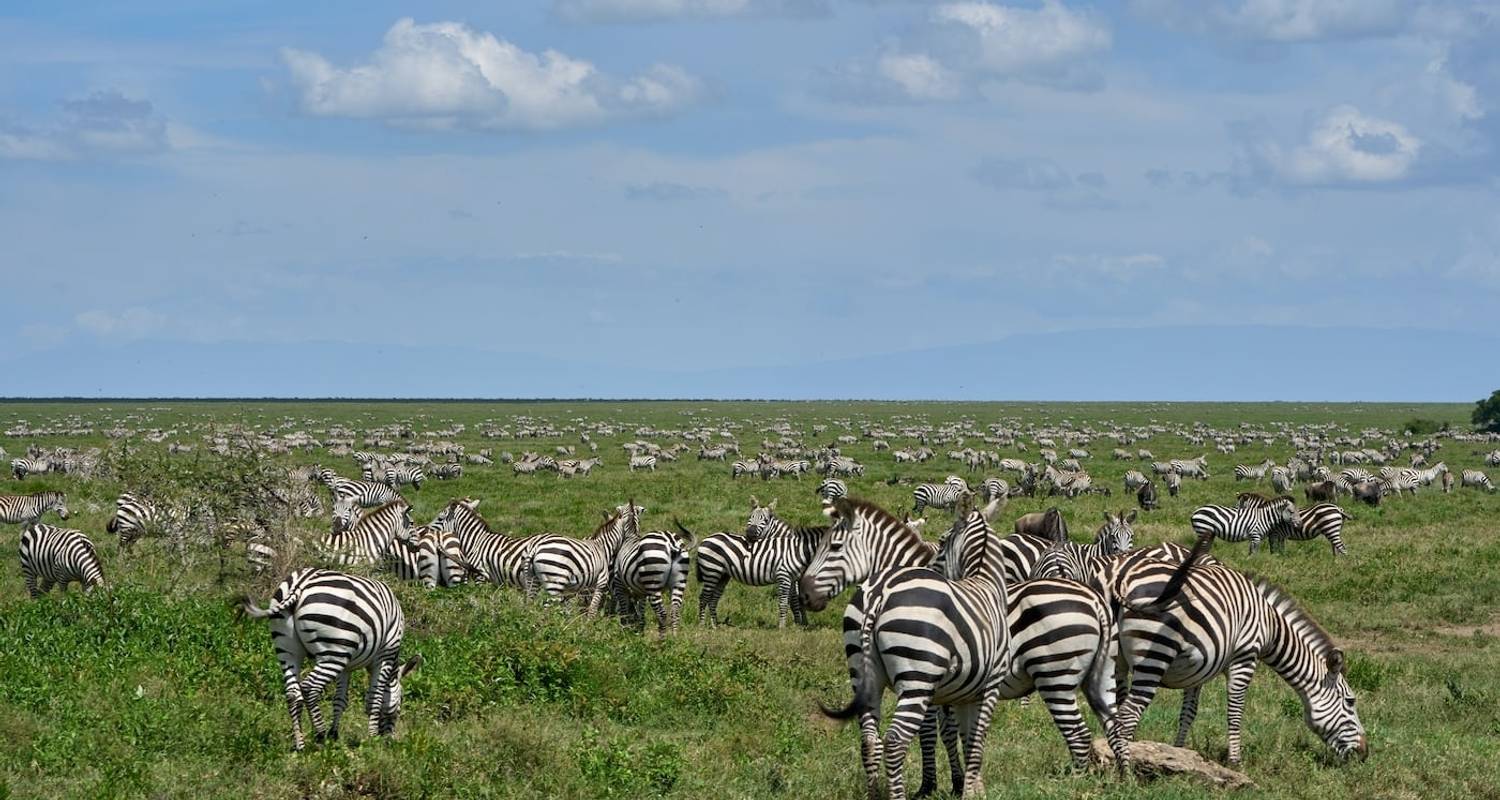 7 días, circuito de aventura de lujo por el Parque Nacional de los 5 grandes del Serengeti - Wonders of Creation Tours and Safaris