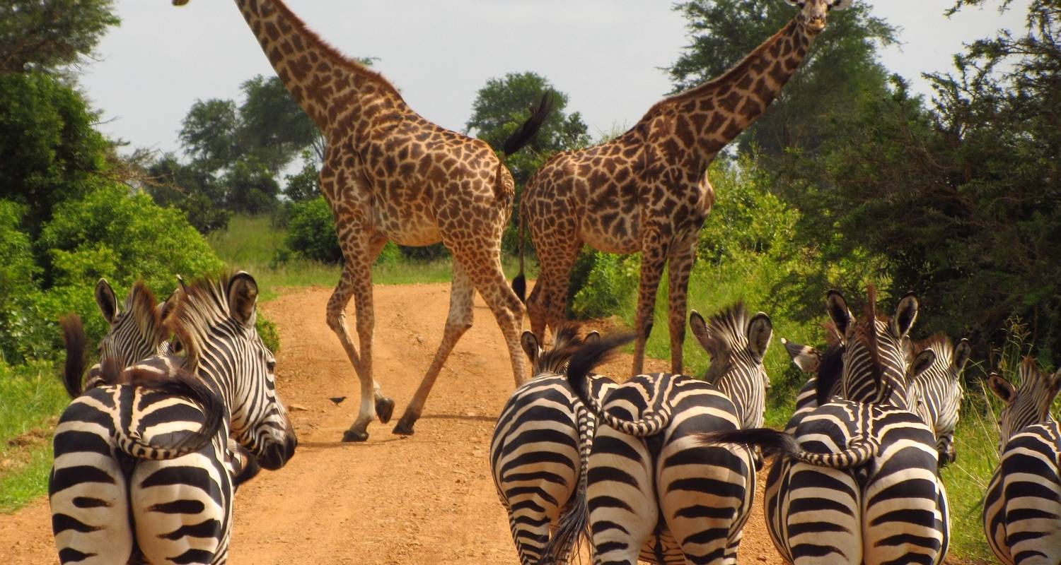 Jeep & 4wd Rondreizen in Selous Wildreservaat